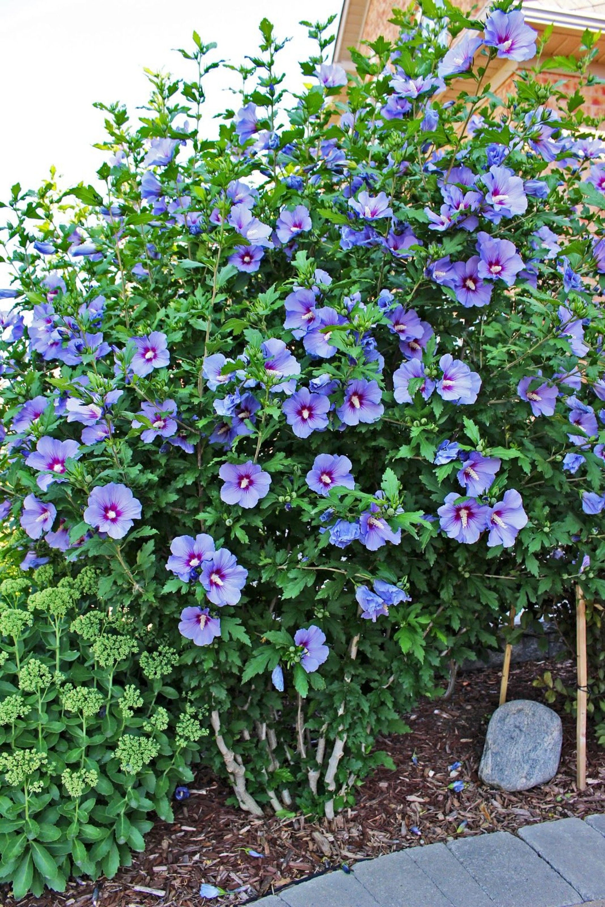 Azurri Roselle Purple Rose of Korea Rose Of Sharon Malvaceae | Etsy