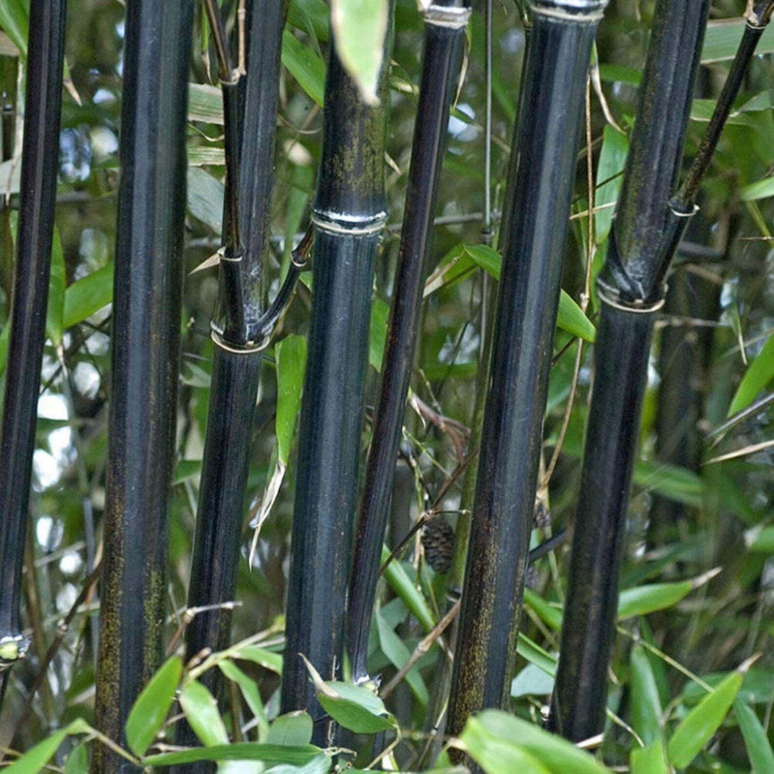 50 black Bamboo Seeds Bambusoideae Poaceae Rare Garden Plant Etsy