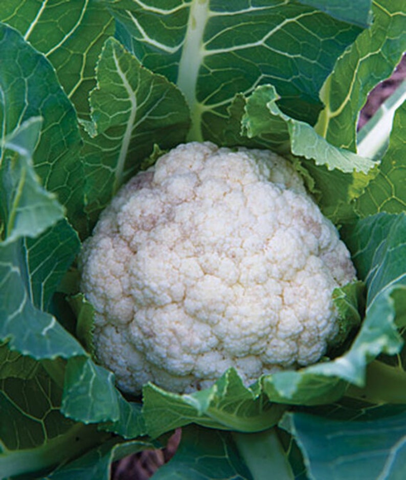 Cauliflower Early White Cauliflower Seeds NONGMO healthy Etsy