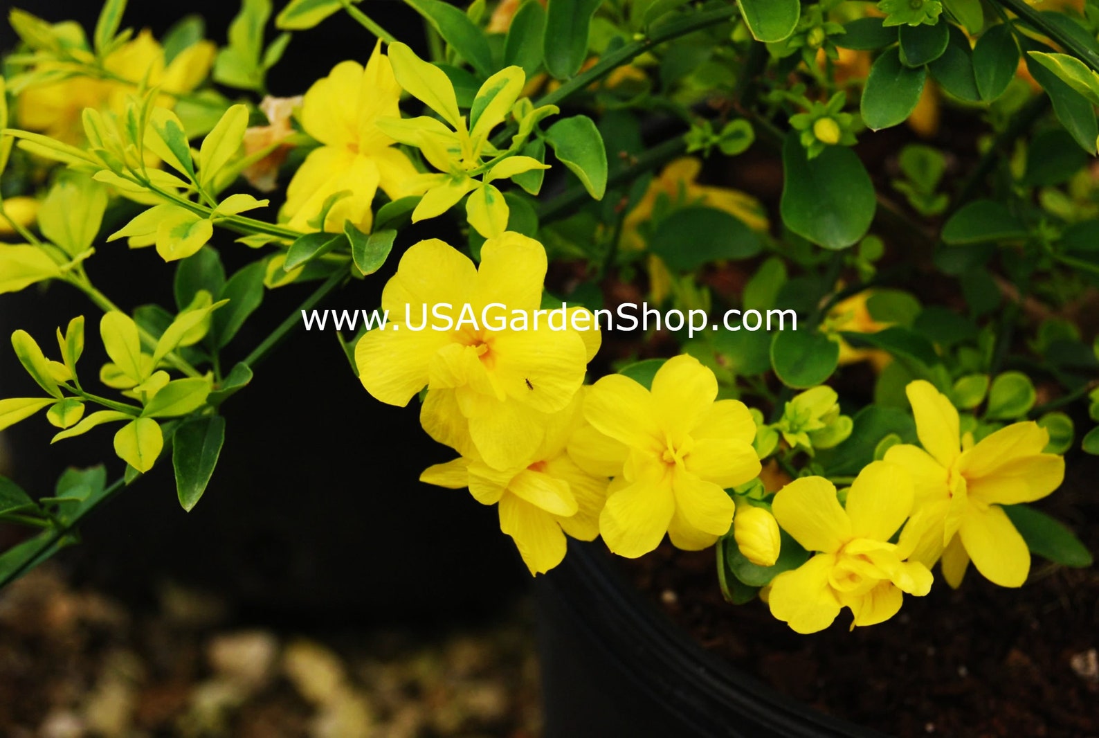 Japanese Jasmine Live Plant Jasminum mesnyi Sun Glo Hardy Etsy