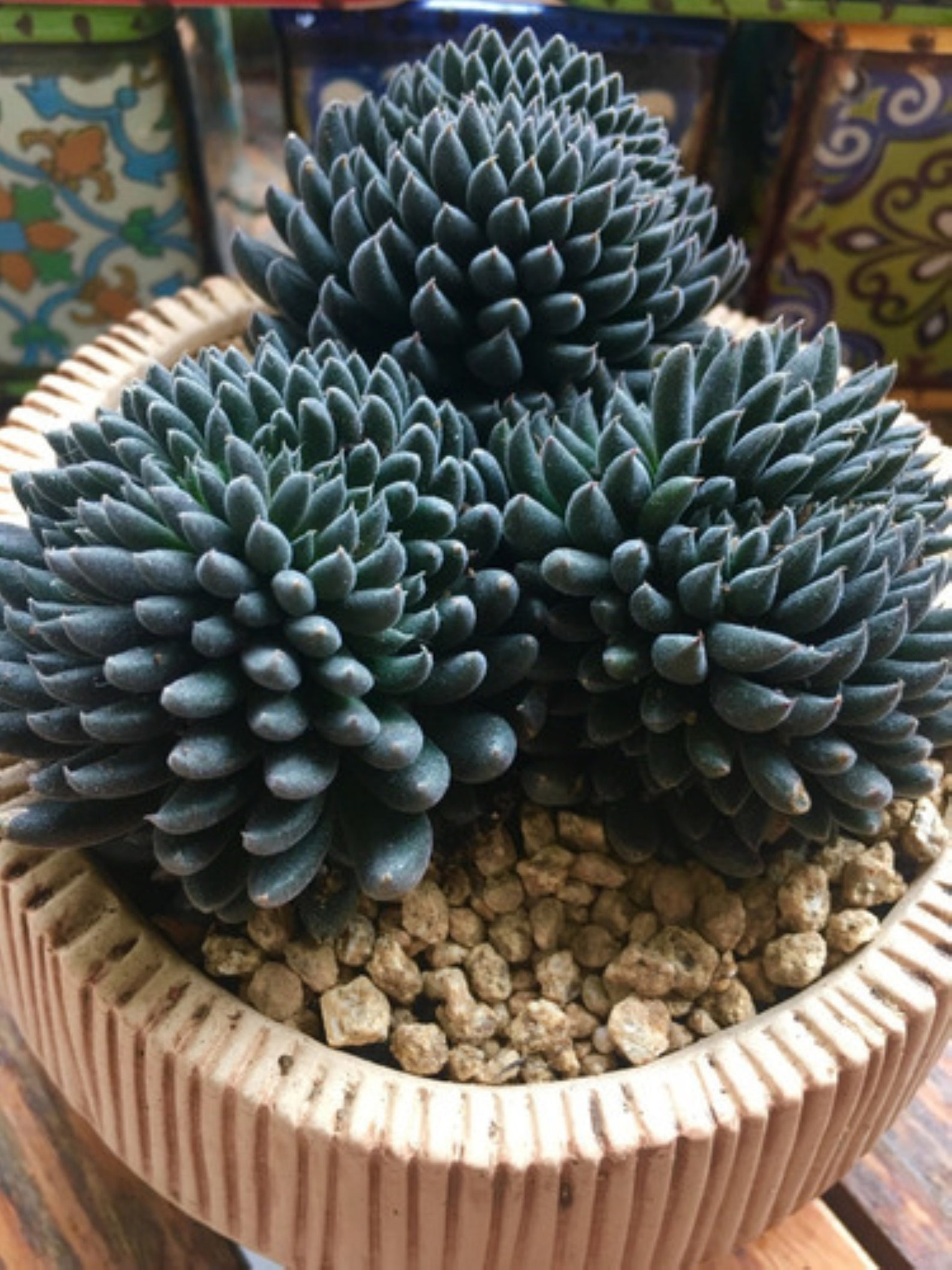 Rare Living Stone succulent mix rare exotic succulent Hen & Etsy