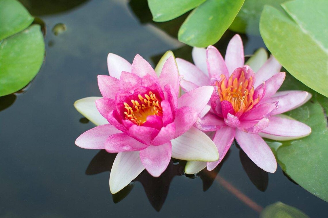 Sacred Lotus coloful water Lily Bulb Planted Live Aquarium Etsy