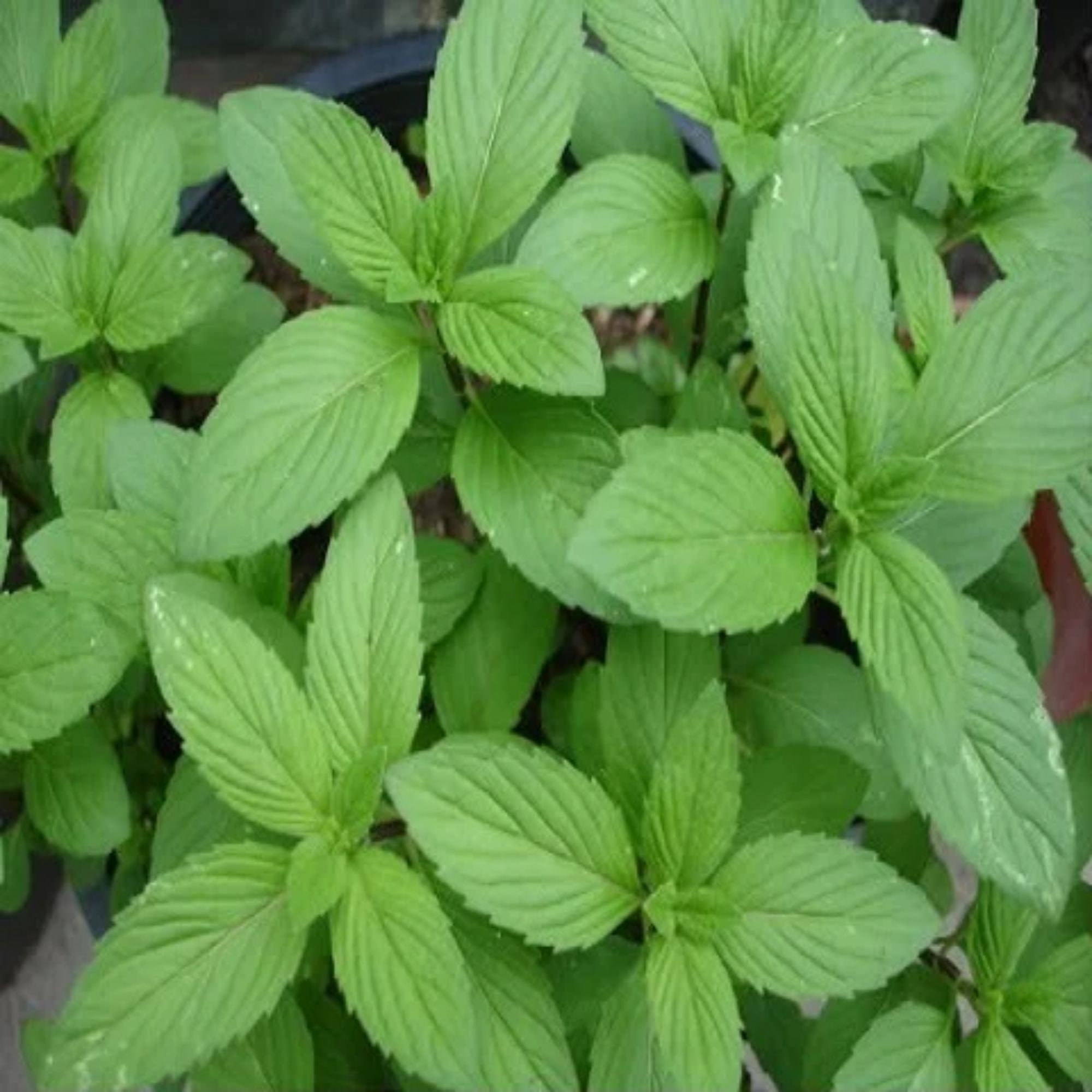 LIVE SPEARMINT PLANTS Mentha Spicata Edible Herb Tea Perennial Etsy