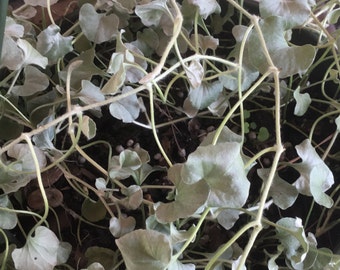 Dichondra Argentea silver falls