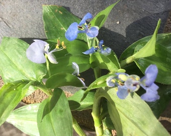Spiderwort Day Lily Blue Flower Wandering Jew Plant