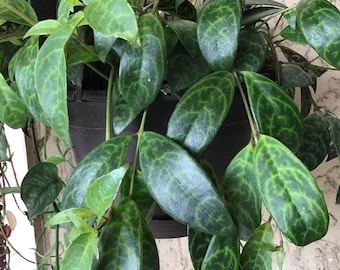 Black Pagoda Lipstick Plant Cutting