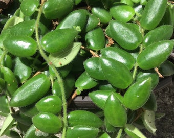 Lipstick Gracilis Aeschynanthus Radicans Clipping