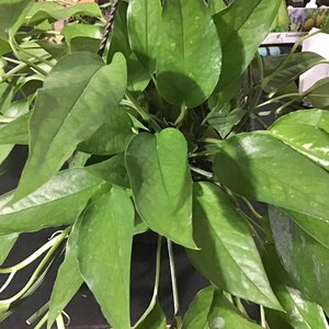 May include: A lush, green houseplant with large, heart-shaped leaves. The plant is in a hanging basket, with long stems and vibrant foliage. The leaves have a smooth texture and a deep green color, creating a full and healthy appearance.
