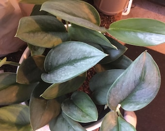 Scindapsus Treubii Sterling Moonlight