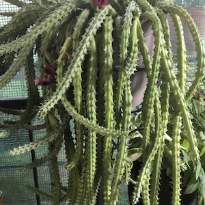 May include: A green cactus with long, thin stems and sharp spines. The cactus is in a pot and has several red flowers.