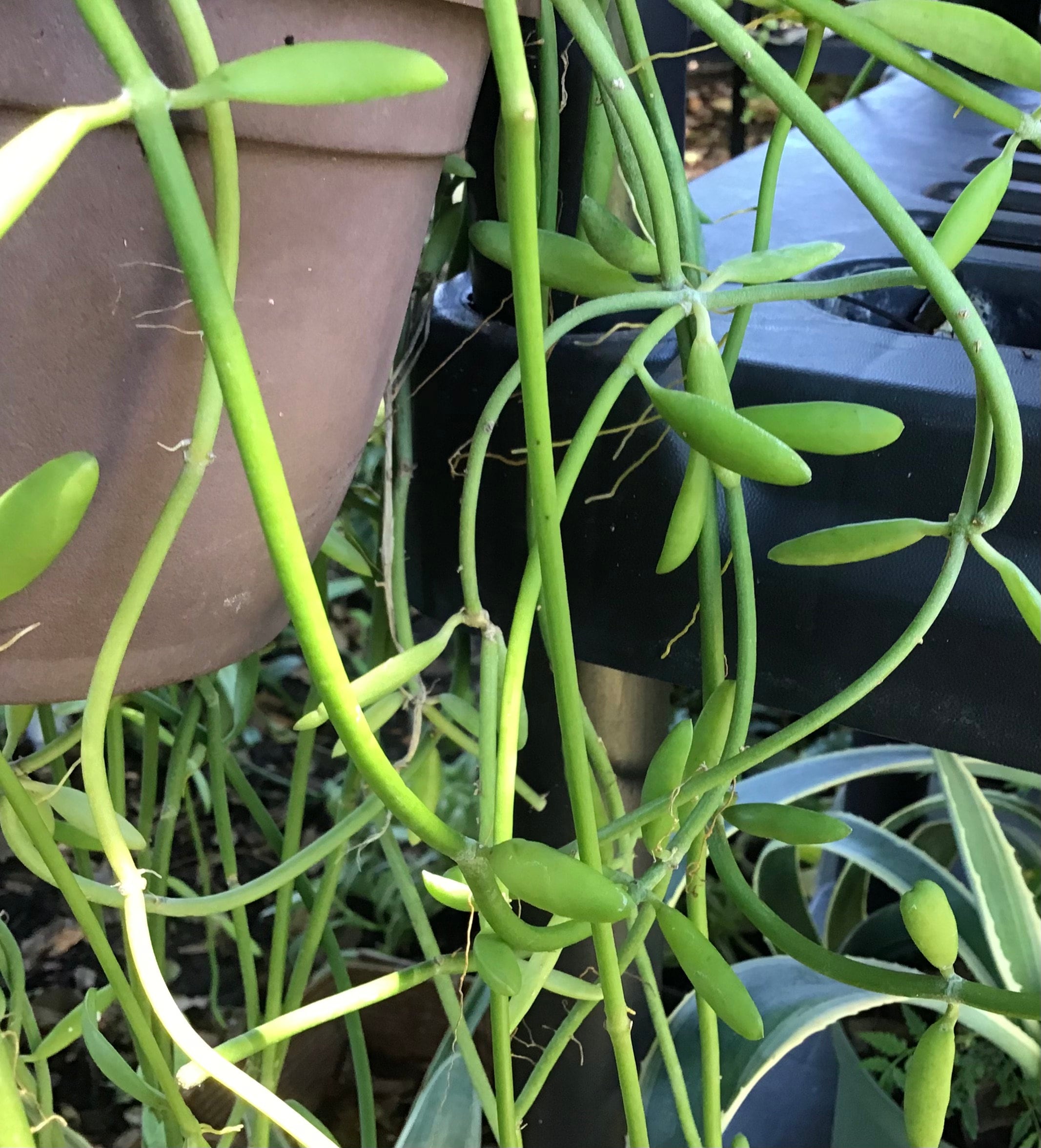 Dischidia Lanceolata, Dischidia Bengalensis, clipping