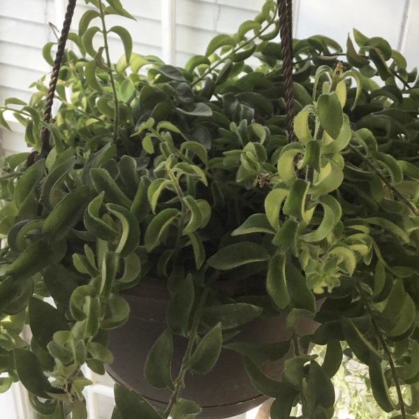 Curly lipstick plant cuttings