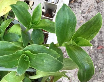Tradescantia Green Nanouk