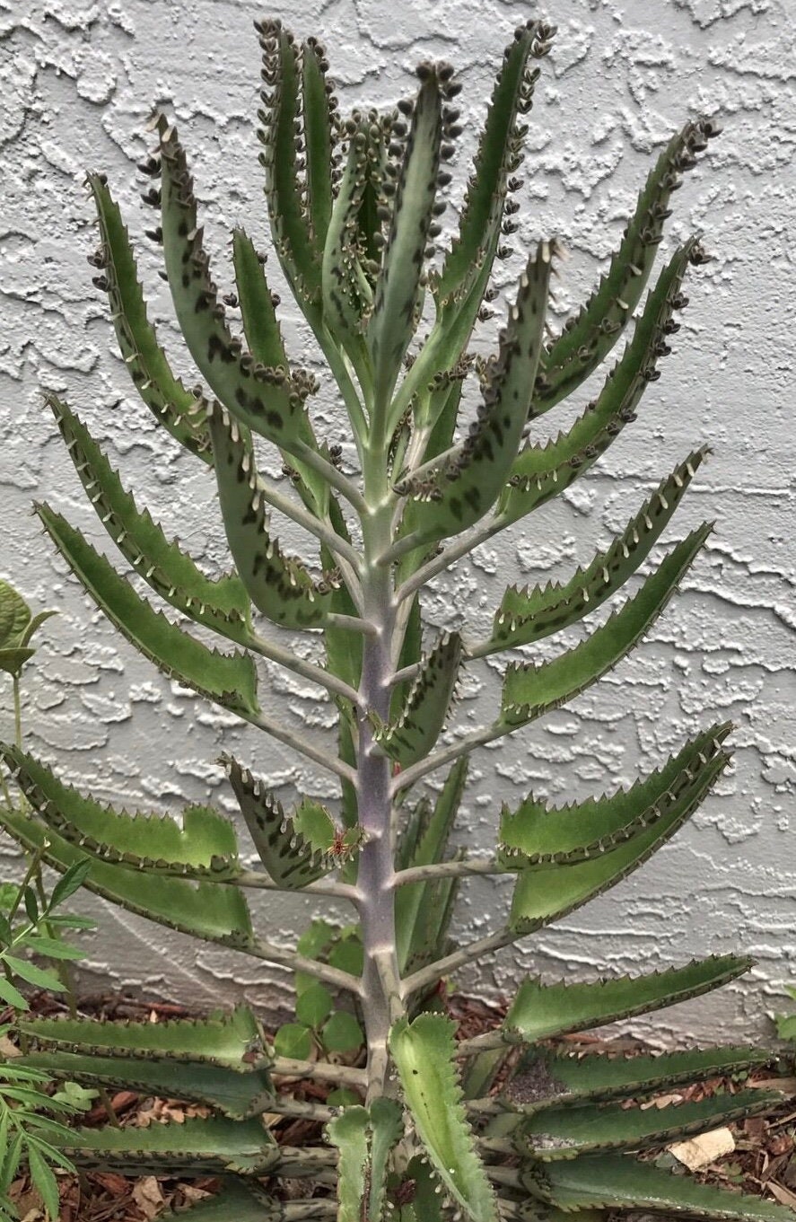 Mother of Thousands Leaf Alligator Plant - Etsy Israel