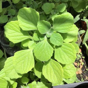 May include: A close-up of a green plant with large, rounded leaves. The leaves have a slightly crinkled texture and are arranged in a spiral pattern.