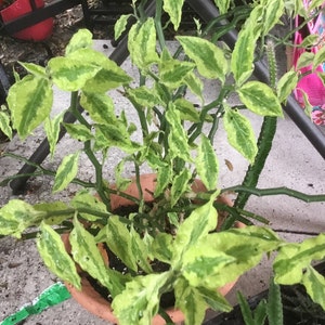 May include: A variegated green and yellow leafy plant with thin, spiky stems growing in a terracotta pot.