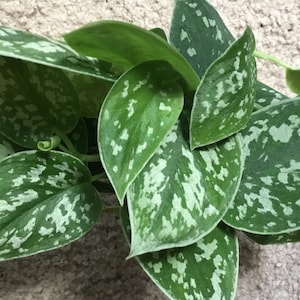 May include: A close-up of a houseplant with green leaves that have white variegation. The leaves are heart-shaped and have a glossy finish.