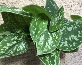 Silver satin pothos