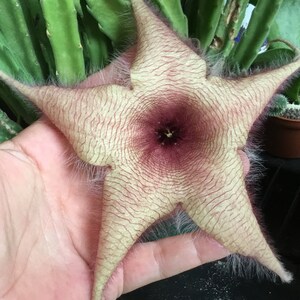 Stapelia hirsuta rooted and arm cutting