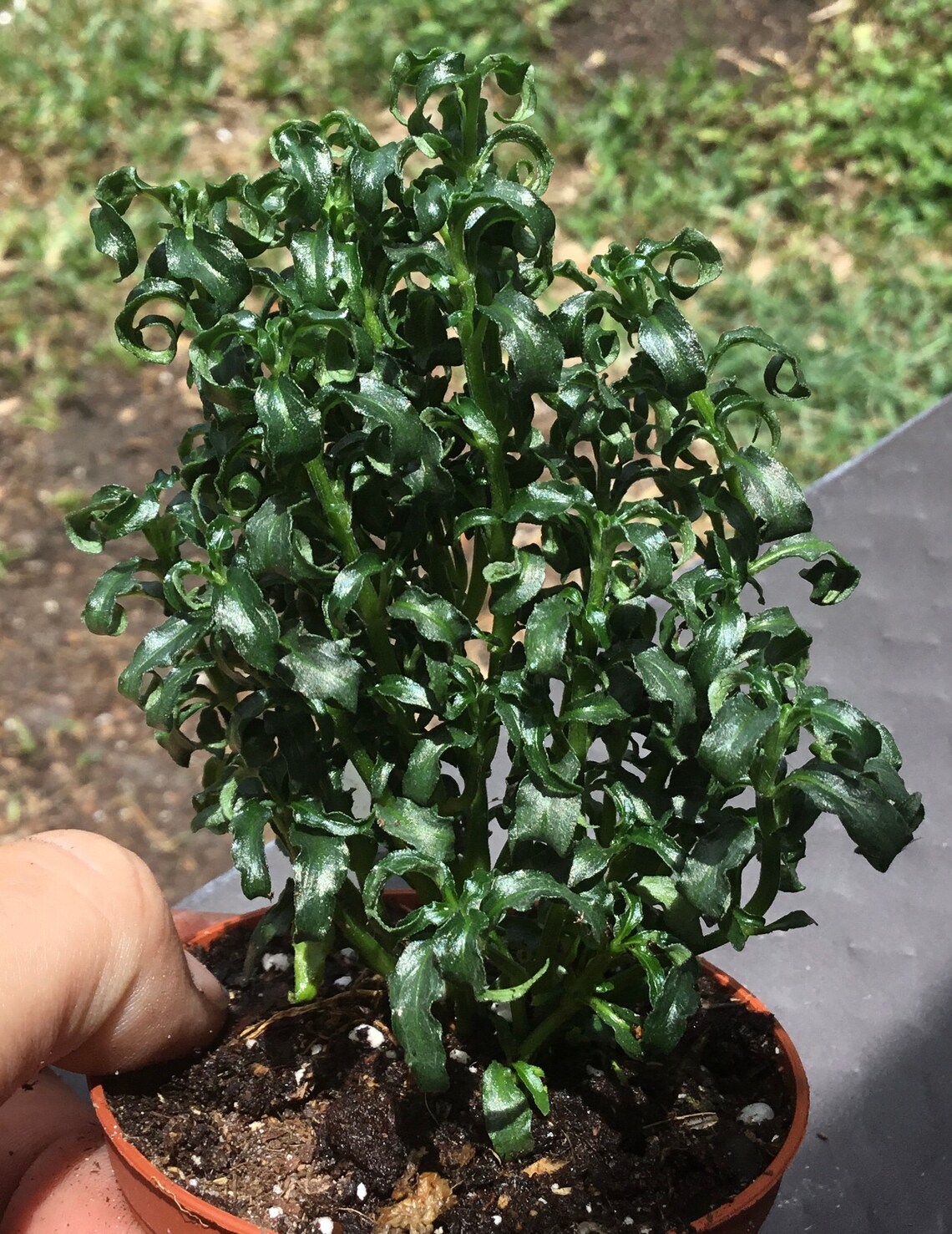 Alternanthera ficoidea Christmas Tree Etsy