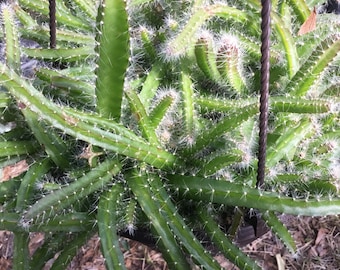 clipping dog tail cactus