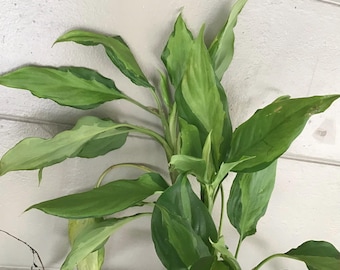 Chinese Evergreen Houseplant Aglaonema Modestum (13-20 Inches Approx.) -  Etsy