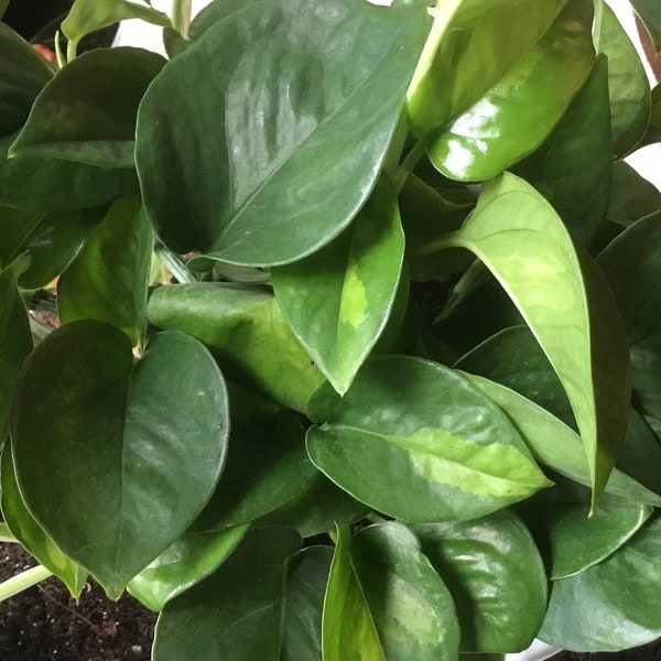 Global Green Pothos rooted and clippings