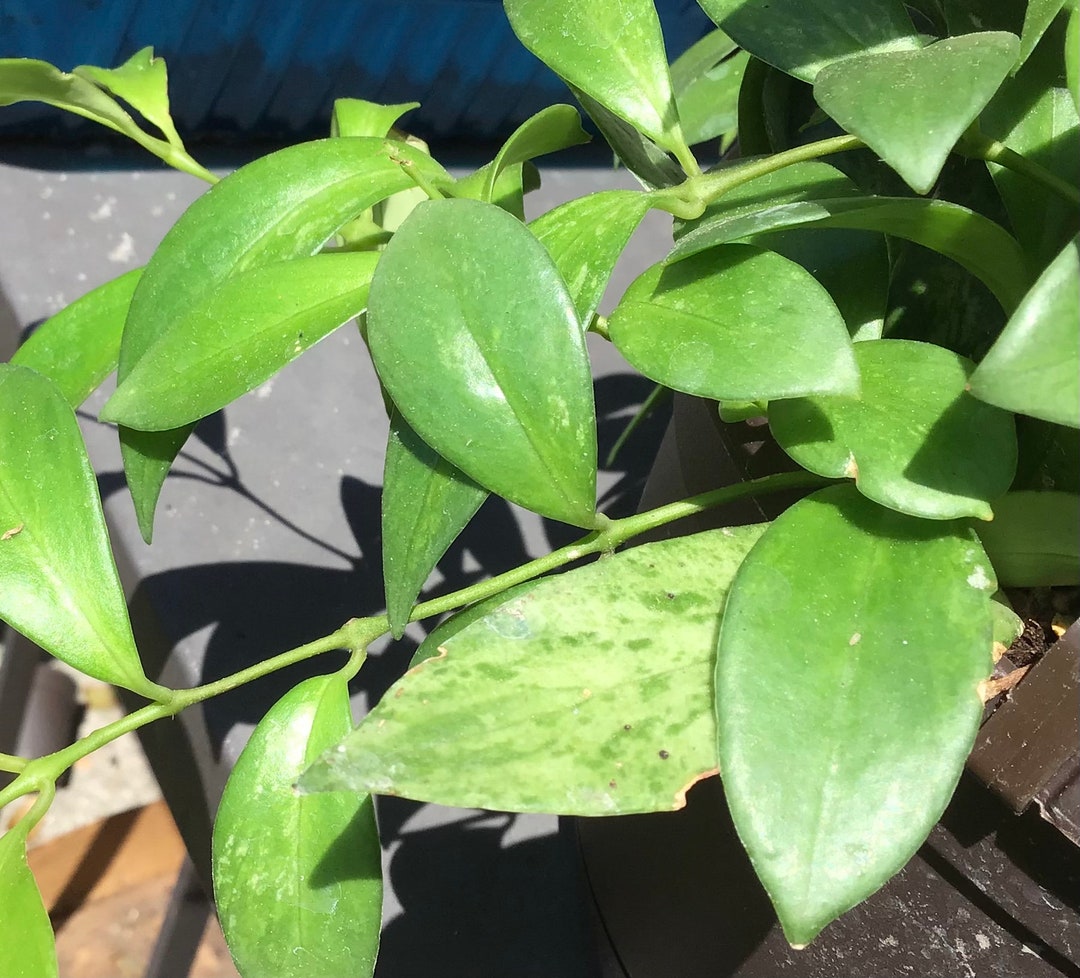 Variegated Mini Lipstick Plant Etsy