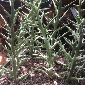 Silver thicket Euphorbia stenoclada unrooted.