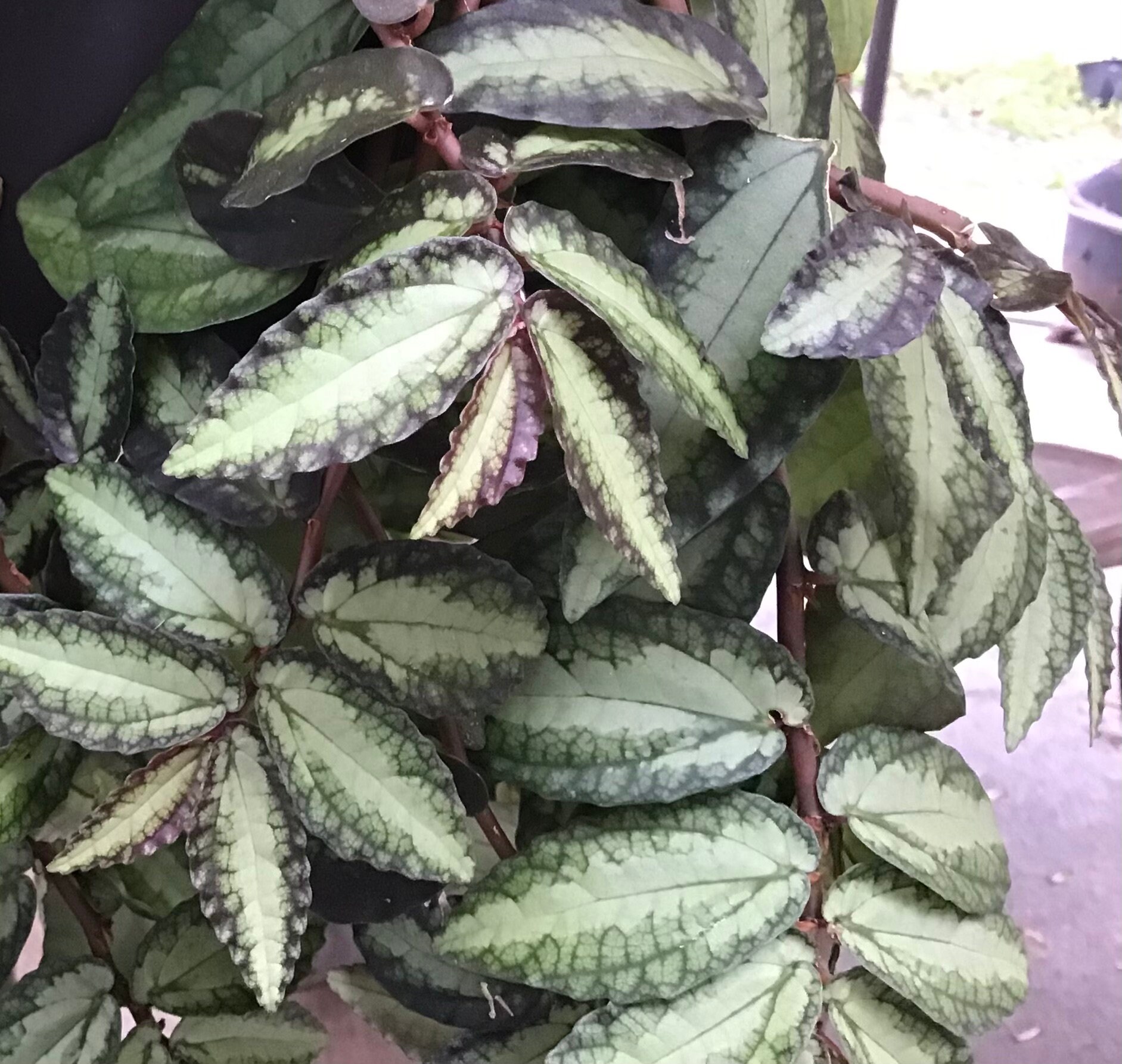 Polynesian watermelon clipping
