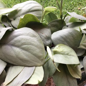 May include: A close-up of a silver pothos plant with large, heart-shaped leaves.