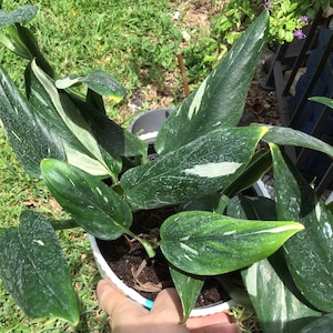 Monstera Standleyana Cobra - Etsy