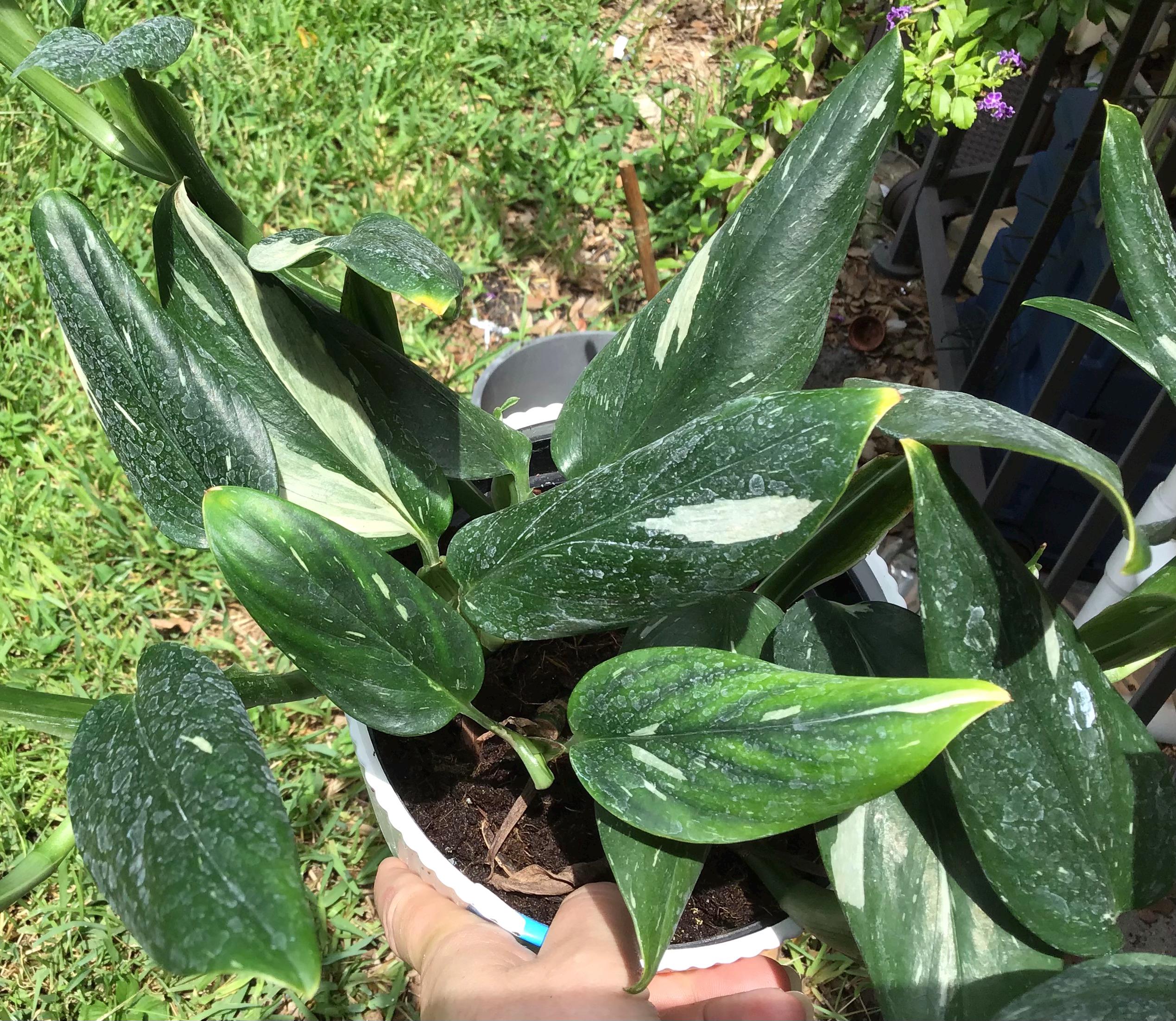 Monstera Standleyana Variegated - Etsy