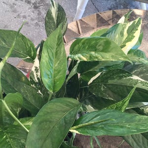 May include: A close-up of a lush green plant with large, variegated leaves. The leaves are primarily green with white and yellow patterns. The plant appears healthy and vibrant, with several large leaves visible.