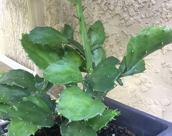 Argentine Opuntia