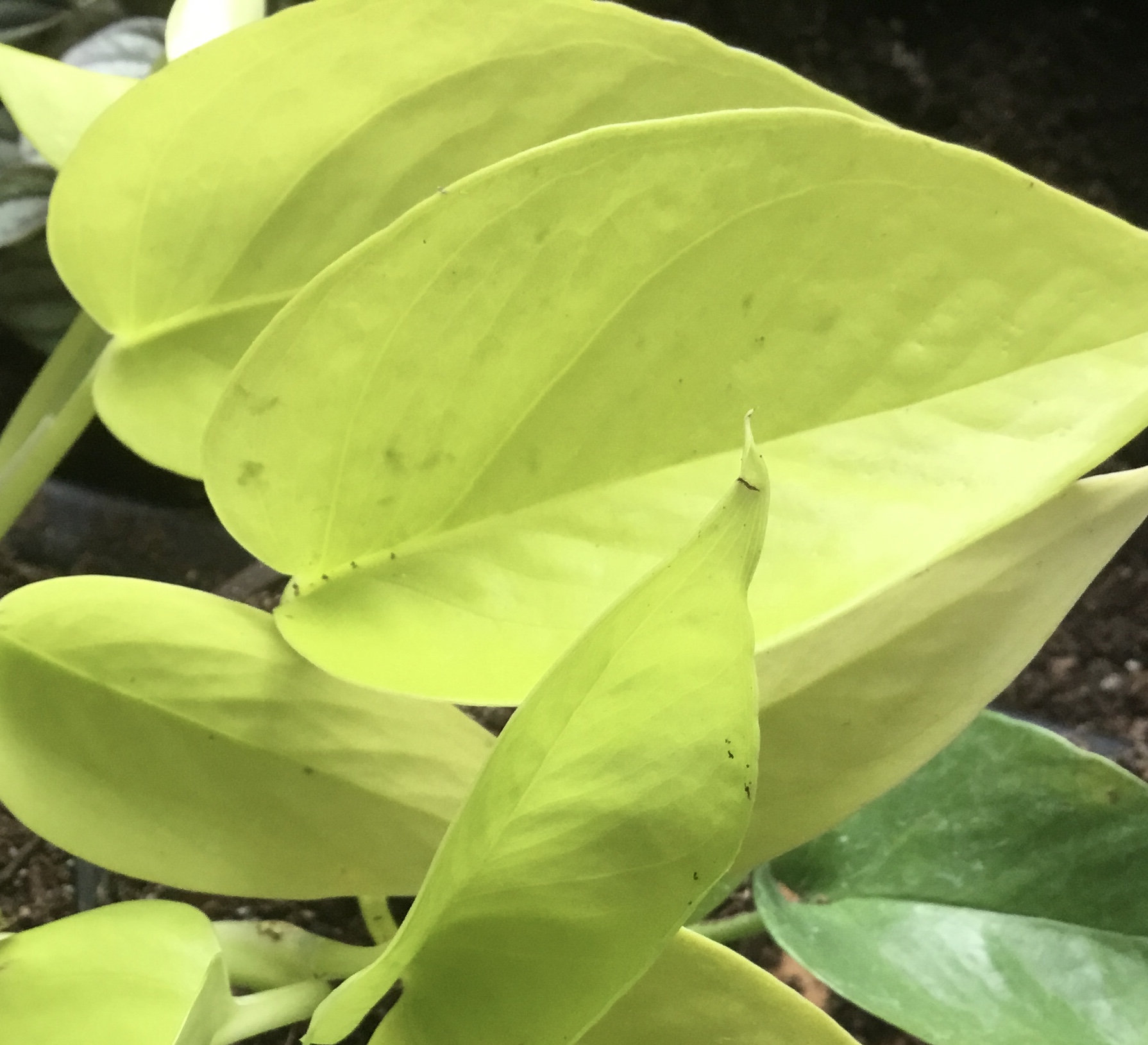 Neon Pothos Lemon Lime Philodendrons - Etsy