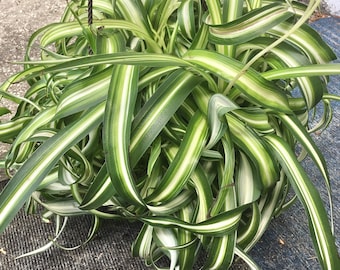 Variegated curly Bonnie Spider plant