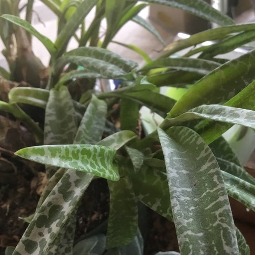 Ledebouria socialis silver squill