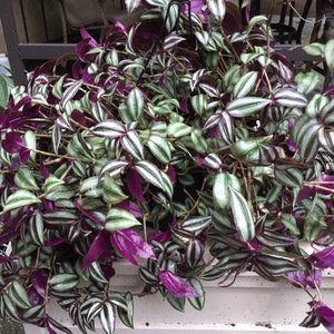 Tradescantia wandering jew