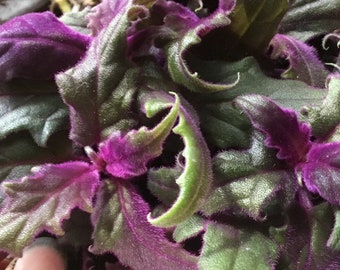 Purple Passion Aka Gynura Aurantiaca - Etsy