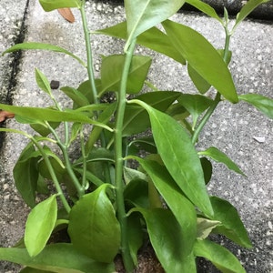 May include: A potted plant with vibrant green leaves and stems. The leaves are elongated and smooth, with a glossy appearance. The plant is in a small, green plastic pot, and the background is a textured, gray surface.
