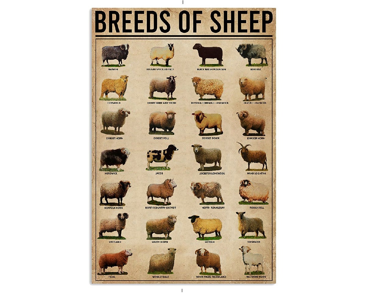 Breeds Of Sheep Farm Poster Artwork Wall Art Poster Canvas Etsy
