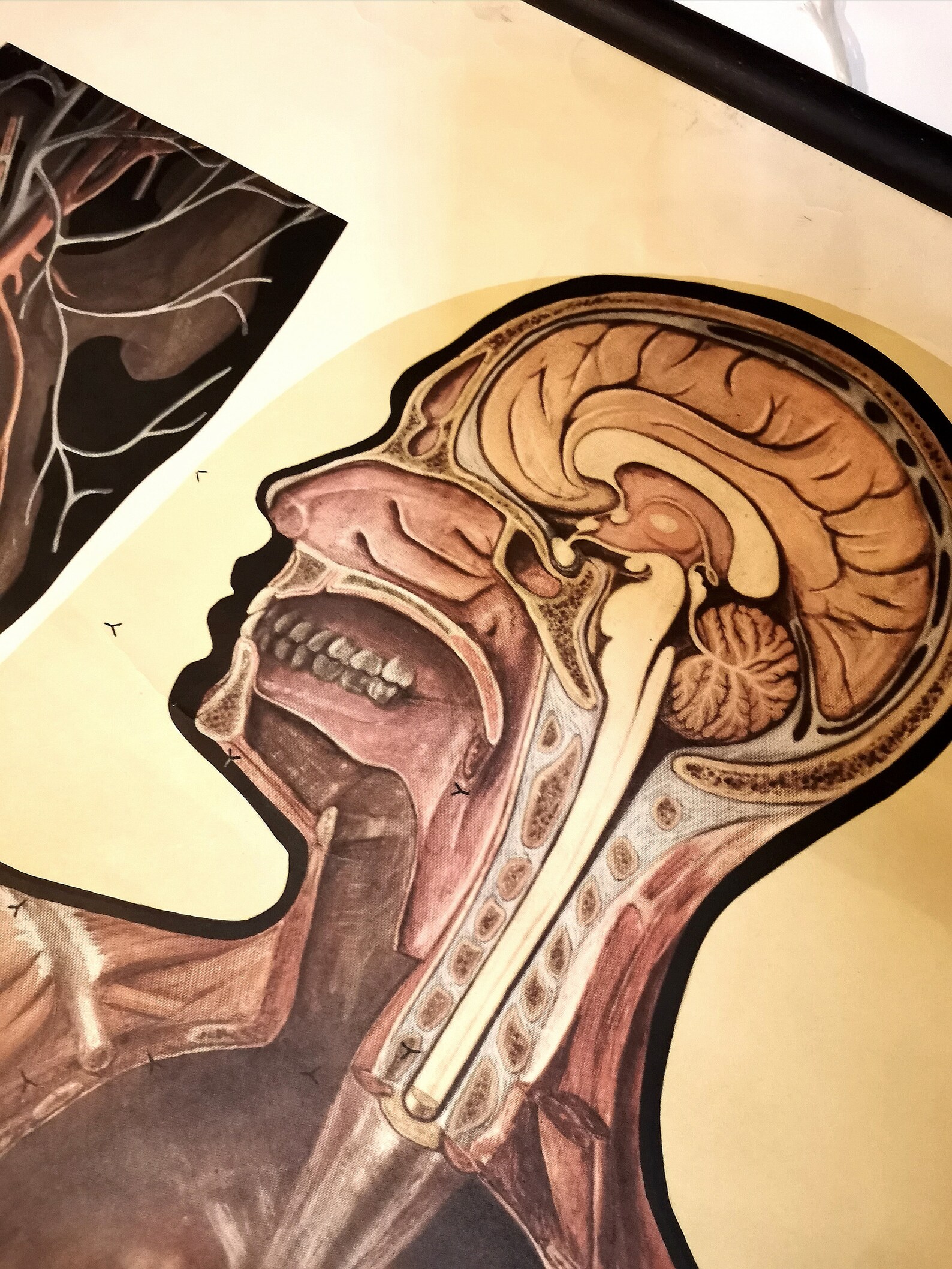 Authentic Vintage Anatomy Human Body School Educational Poster - Etsy