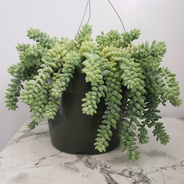 Burro's Tail (Sedum Morganianum): Set of 2 Long Cuttings, Donkey Tail Succulent