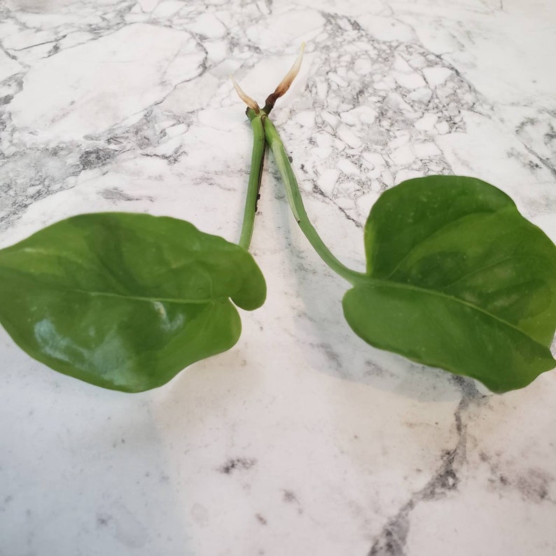 RARE Emerald Green Pothos Cutting Free heating pad included Etsy