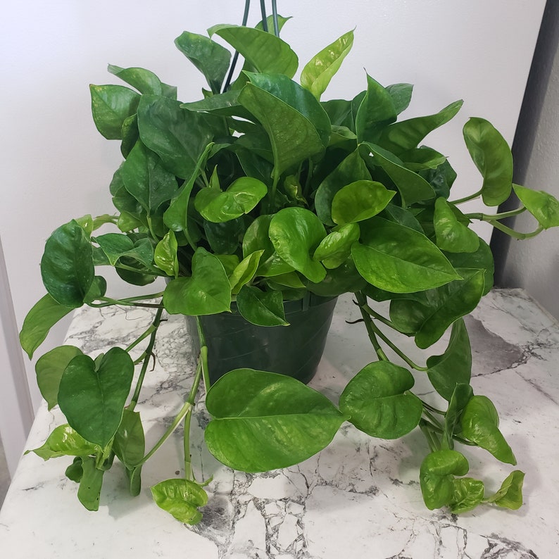 RARE Emerald Green Pothos Cutting Etsy