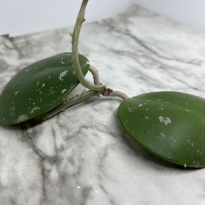 Rare Hoya Obovata Splash Plant Cutting *US Only*