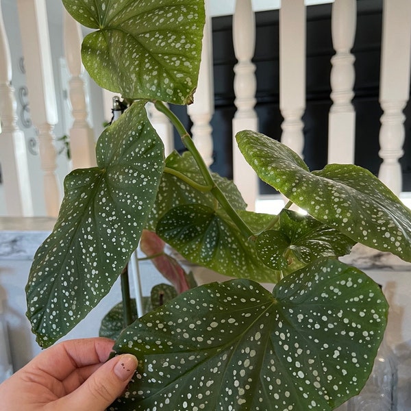 Double Dot begonia Cutting *US Only*