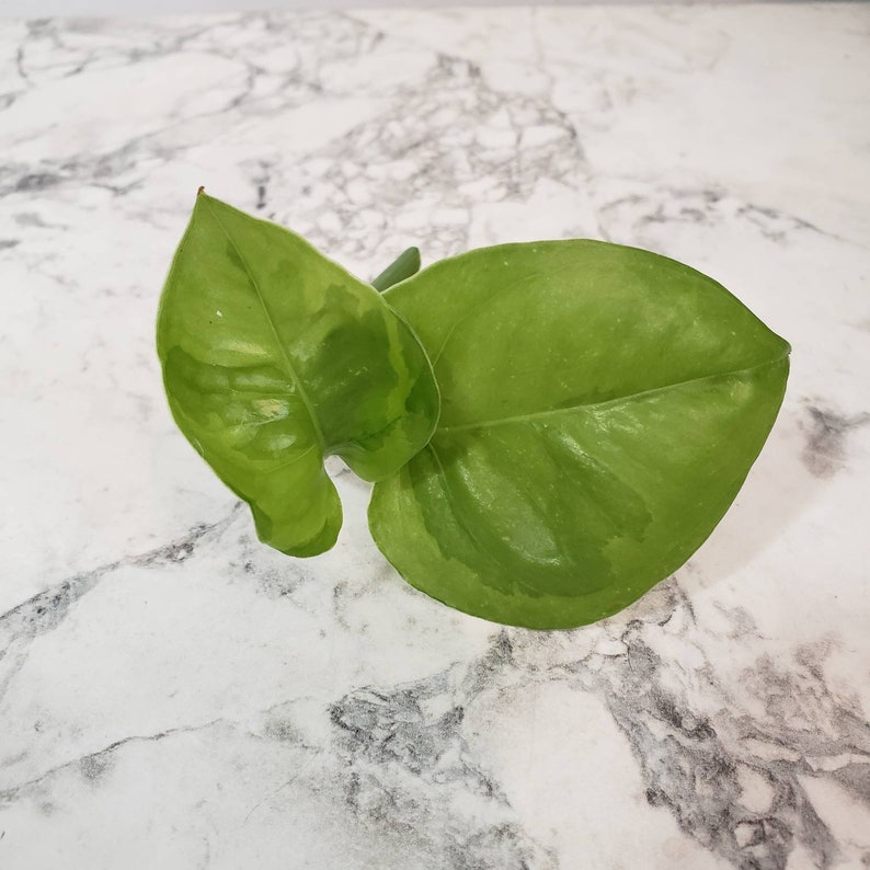 RARE Emerald Green Pothos Cutting Etsy