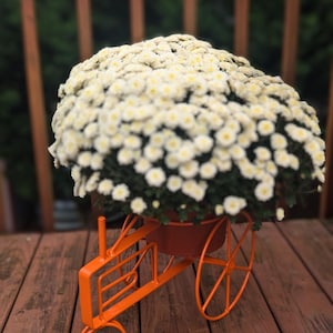 May include: Orange metal planter shaped like a tractor with white mums in bloom.